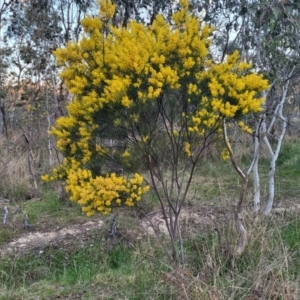 Acacia boormanii at Bruce, ACT - 15 Sep 2023