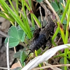 Bobilla kindyerra at Flea Bog Flat, Bruce - 15 Sep 2023