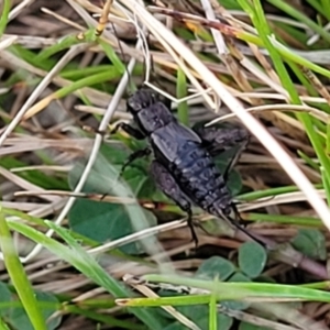 Bobilla kindyerra at Flea Bog Flat, Bruce - 15 Sep 2023