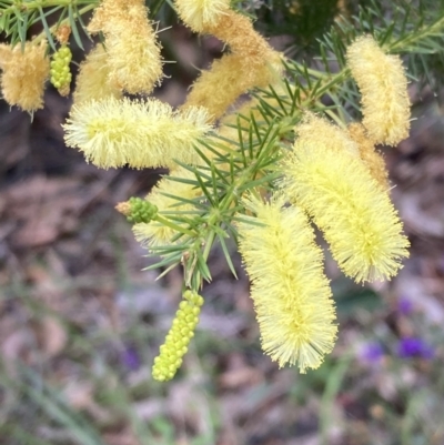 Acacia verticillata (Prickly Moses) at Mallacoota, VIC - 12 Sep 2023 by AnneG1