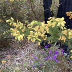 Acacia verticillata at Mallacoota, VIC - 12 Sep 2023 09:41 AM