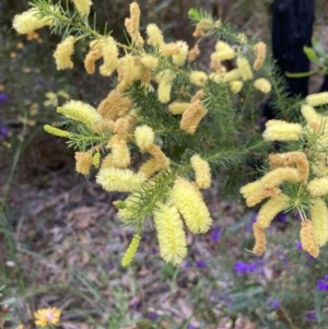 Acacia verticillata at Mallacoota, VIC - 12 Sep 2023