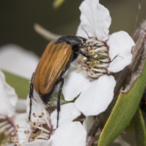 Phyllotocus rufipennis at Hawker, ACT - 27 Nov 2022 11:48 AM