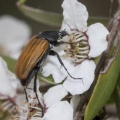 Phyllotocus rufipennis at Hawker, ACT - 27 Nov 2022