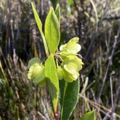 Dodonaea triquetra (Large-leaf Hop-Bush) at Mallacoota, VIC - 12 Sep 2023 by AnneG1