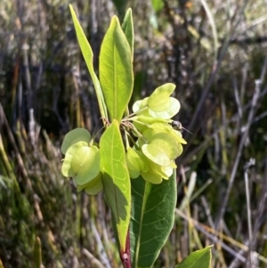 Dodonaea triquetra at Mallacoota, VIC - 12 Sep 2023 10:12 AM