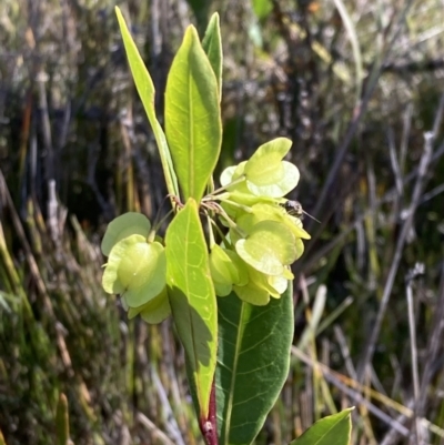 Dodonaea triquetra (Large-leaf Hop-Bush) at Mallacoota, VIC - 12 Sep 2023 by AnneG1