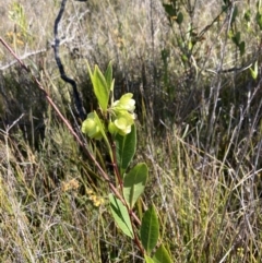 Dodonaea triquetra at Mallacoota, VIC - 12 Sep 2023 10:12 AM