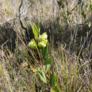 Dodonaea triquetra at Mallacoota, VIC - 12 Sep 2023 10:12 AM