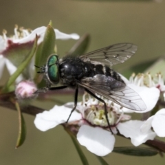 Dasybasis sp. (genus) at Hawker, ACT - 27 Nov 2022