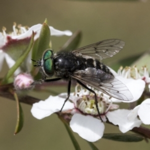 Dasybasis sp. (genus) at Hawker, ACT - 27 Nov 2022