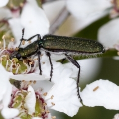 Eleale aspera (Clerid beetle) at Hawker, ACT - 27 Nov 2022 by AlisonMilton