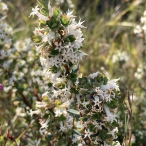 Brachyloma daphnoides at Mallacoota, VIC - 12 Sep 2023