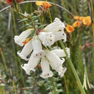 Epacris impressa at Mallacoota, VIC - 12 Sep 2023