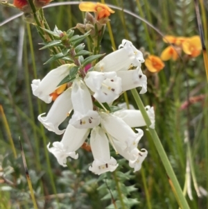 Epacris impressa (Common Heath) at Mallacoota, VIC by AnneG1