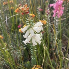 Epacris impressa at Mallacoota, VIC - 12 Sep 2023