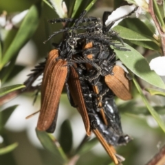 Porrostoma rhipidium at Hawker, ACT - 27 Nov 2022