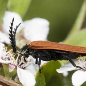 Porrostoma rhipidium at Hawker, ACT - 27 Nov 2022