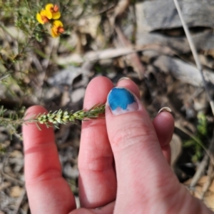 Dillwynia sericea at Carwoola, NSW - 15 Sep 2023