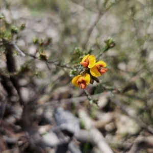 Dillwynia sericea at Carwoola, NSW - 15 Sep 2023 12:17 PM