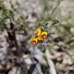 Dillwynia sericea at Carwoola, NSW - 15 Sep 2023
