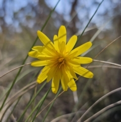 Microseris walteri (Yam Daisy, Murnong) at Carwoola, NSW - 15 Sep 2023 by Csteele4