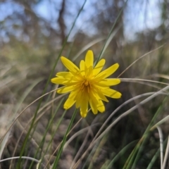 Microseris walteri at Carwoola, NSW - 15 Sep 2023