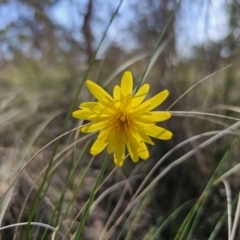 Microseris walteri at Carwoola, NSW - suppressed