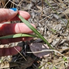 Microseris walteri at Carwoola, NSW - 15 Sep 2023