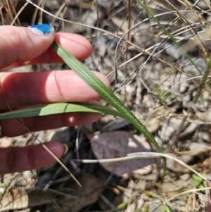 Microseris walteri at Carwoola, NSW - 15 Sep 2023