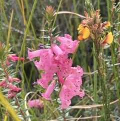 Epacris impressa (Common Heath) at Mallacoota, VIC - 12 Sep 2023 by AnneG1