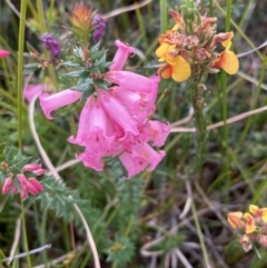 Epacris impressa at Mallacoota, VIC - 12 Sep 2023