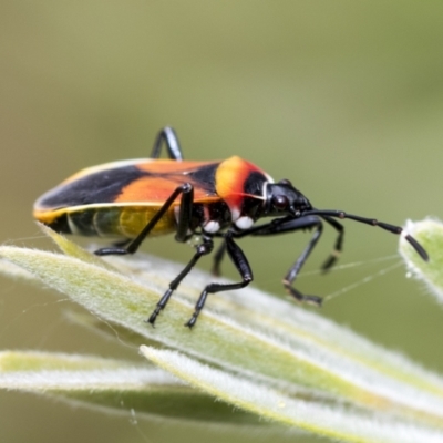 Dindymus versicolor (Harlequin Bug) at Hawker, ACT - 27 Nov 2022 by AlisonMilton