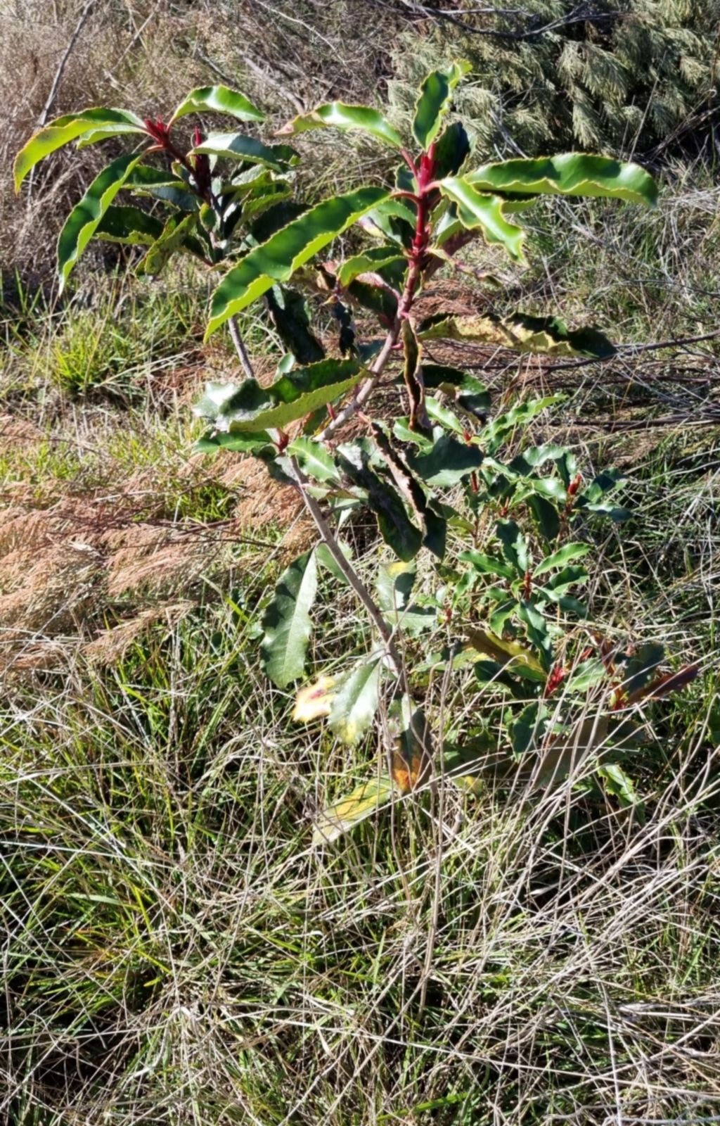 Photinia serratifolia at O'Connor, ACT - 1 Jul 2023