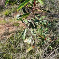 Photinia serratifolia (Chinese Photinia) at O'Connor, ACT - 1 Jul 2023 by jpittock