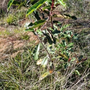 Photinia serratifolia at O'Connor, ACT - 1 Jul 2023