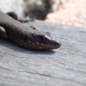 Egernia saxatilis at suppressed by AnneG1