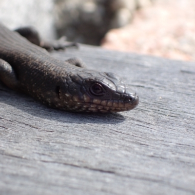 Unidentified Skink at Genoa, VIC - 13 Sep 2023 by AnneG1