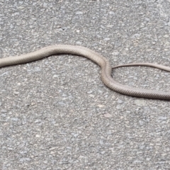 Pseudonaja textilis (Eastern Brown Snake) at O'Connor, ACT - 11 Mar 2023 by jpittock