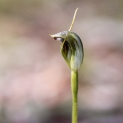 Pterostylis pedunculata (Maroonhood) at Wamboin, NSW - 15 Sep 2023 by Komidar