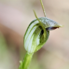 Pterostylis pedunculata at Wamboin, NSW - suppressed