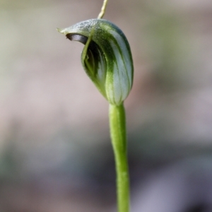 Pterostylis pedunculata at Wamboin, NSW - suppressed