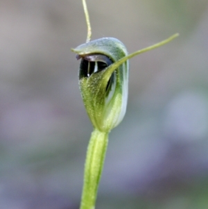 Pterostylis pedunculata at Wamboin, NSW - suppressed