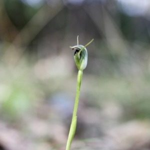 Pterostylis pedunculata at Wamboin, NSW - suppressed