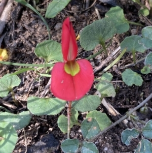 Kennedia prostrata (Running Postman) at Mallacoota, VIC by AnneG1