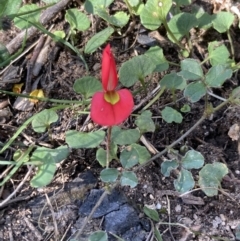 Kennedia prostrata at Mallacoota, VIC - 13 Sep 2023 10:22 AM