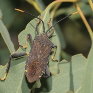 Amorbus sp. (genus) at Hawker, ACT - 25 Feb 2023 10:14 AM