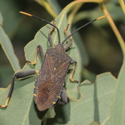 Amorbus (genus) (Eucalyptus Tip bug) at Hawker, ACT - 25 Feb 2023 by AlisonMilton