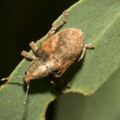 Gonipterus sp. (genus) (Eucalyptus Weevil) at Hawker, ACT - 24 Feb 2023 by AlisonMilton