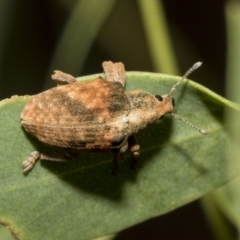 Gonipterus sp. (genus) at Hawker, ACT - 25 Feb 2023